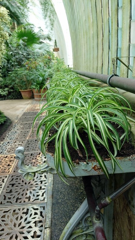 Ve skleníku, ve zvetřelém kovovém květináči, roste rostlina s dlouhými, úzkými zelenými listy s bílými pruhy. Níže, dekorativní dlážděná cesta vede kolem hrnkových rostlin směrem k zakřivené prosklené a dřevěné konstrukci, přičičemž do prostoru proniká přirozené světlo.