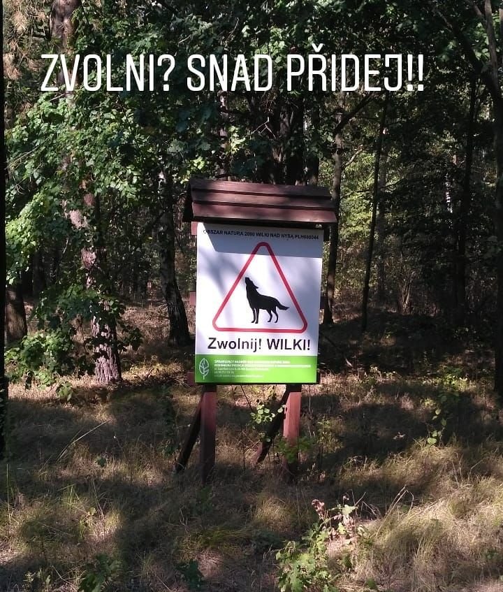 Na sluncem zalitém lese s vysokými stromy a suchou trávou stojí dřevěná cedule. Na ceduli je červený trojúhelník s černou siluetou vlka a pod ním text „Zvolnij! WILKI!“ Zelený pruh dole obsahuje menší text. Velký bílý text nad cedulí hlásá „ZVOLNI? SNAD PŘIDEJ!!“ Scéna varuje před vlky, pravděpodobně v česky mluvící oblasti, což je relevantní pro cestovatele v přírodě, jako jsou bikepackeři.