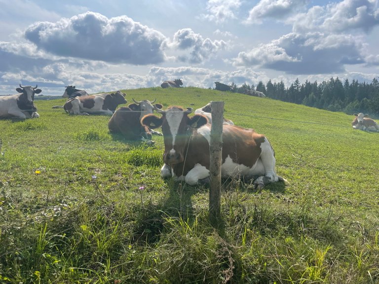 Široký záběr zeleného, travnatého kopce pod částečně zataženou oblohou, s několika hnědými a bílými kravami odpočívajícími. V popředí leží hnědo-bílá kráva natočená doprava, s hlavou otočenou k divákovi, částečně zakrytou dřevěným sloupkem plotu. Dále na kopci jsou roztroušeny další krávy, rovněž odpočívající v trávě. V dálce linie tmavě zelených jehličnatých stromů tvoří horizont a na horních svazích jsou vidět další krávy. Scéna zobrazuje klidnou, pastorální krajinu, pravděpodobně se s ní setkal během bikepackingové cesty venkovskou oblastí.
